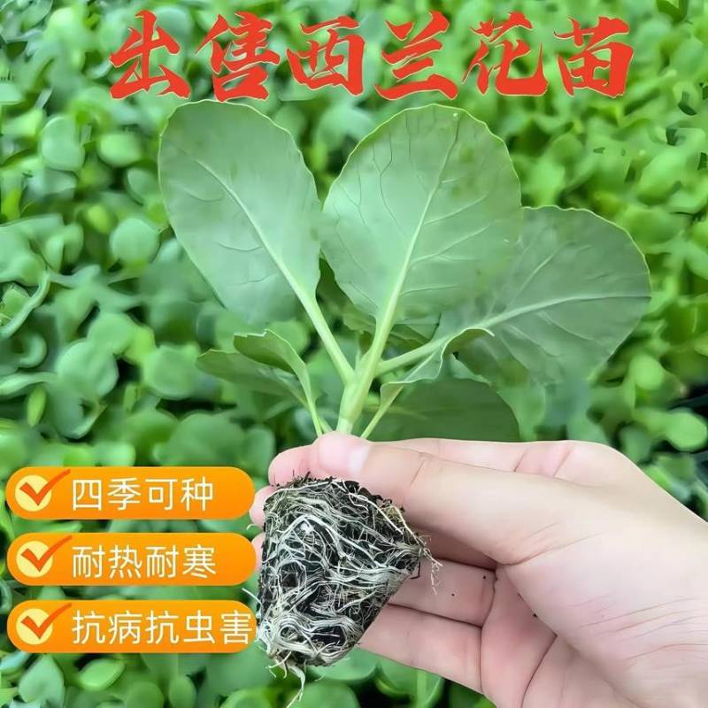 四季正宗西兰花蔬菜苗高产秧苗西蓝花菜苗冬季耐寒蔬菜苗