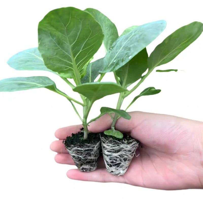 四季正宗西兰花蔬菜苗高产秧苗西蓝花菜苗冬季耐寒蔬菜苗