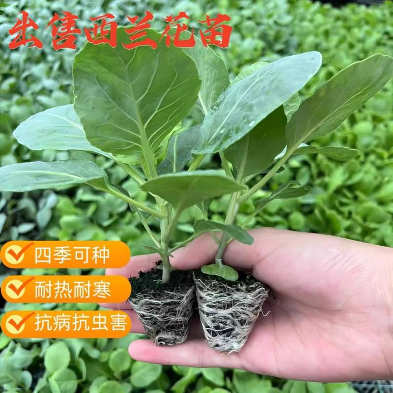 四季正宗西兰花蔬菜苗高产秧苗西蓝花菜苗冬季耐寒蔬菜苗