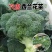 四季正宗西兰花蔬菜苗高产秧苗西蓝花菜苗冬季耐寒蔬菜苗