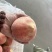 金秋红蜜，映霜红，精品果，市场果，高次