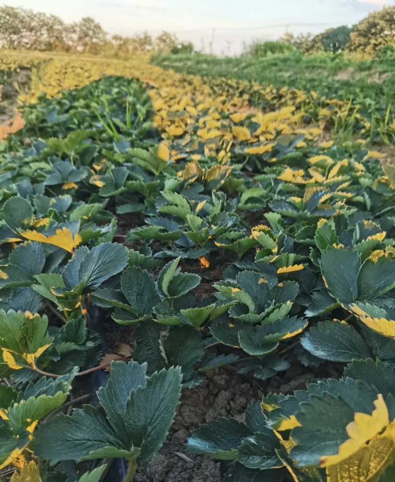 山东草莓苗基地