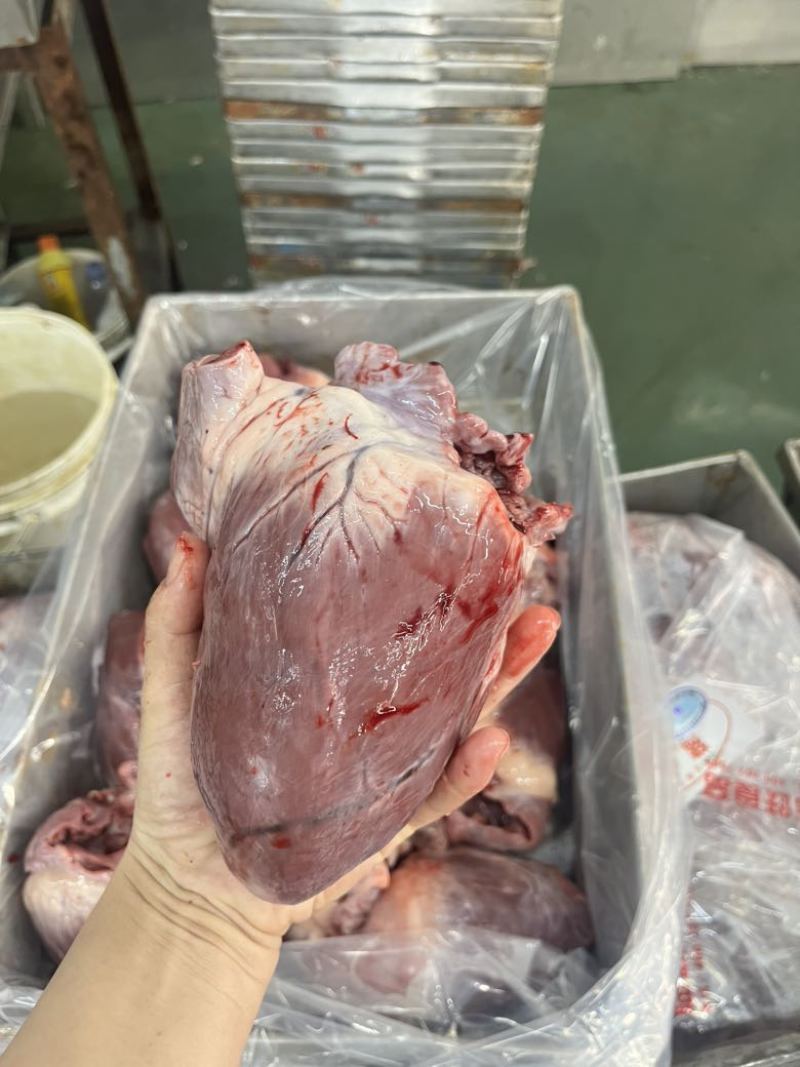 母猪心