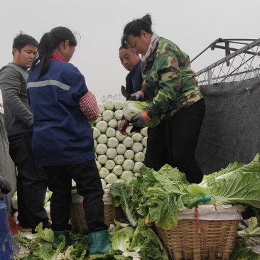 精品黄心白菜，赶紧来采购了，袋装