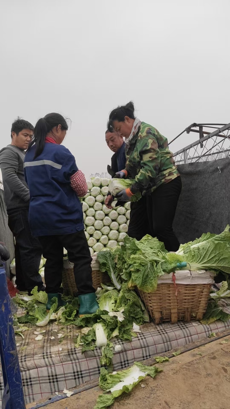 精品黄心白菜，赶紧来采购了，袋装