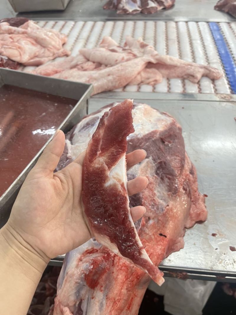 母猪月牙骨
