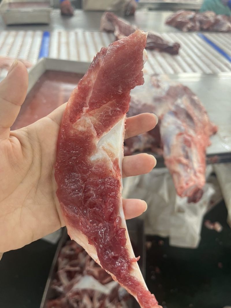 母猪月牙骨