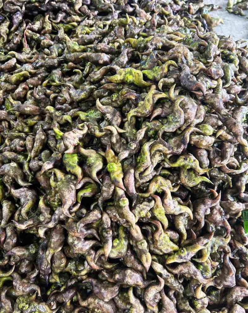 河北白洋淀现摘大菱角
