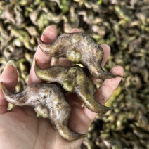 河北白洋淀现摘大菱角