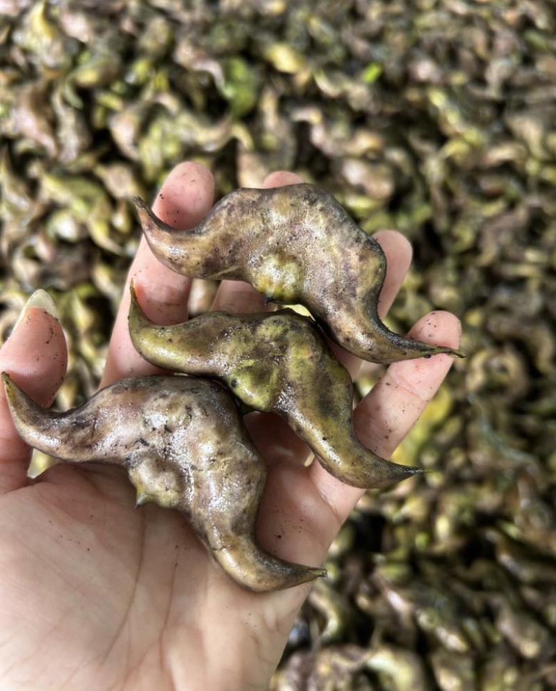 河北白洋淀现摘大菱角