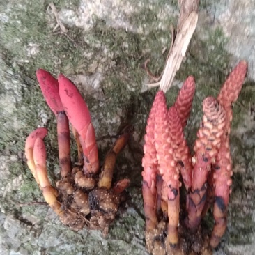 回春草现货