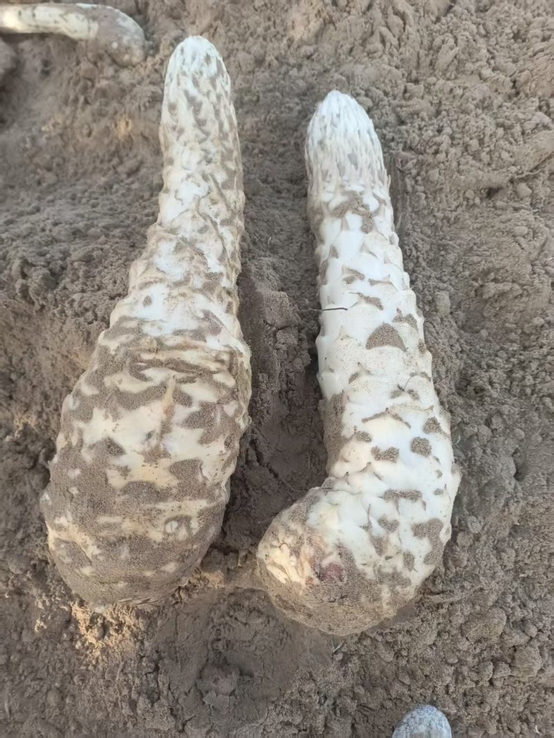 和田肉苁蓉