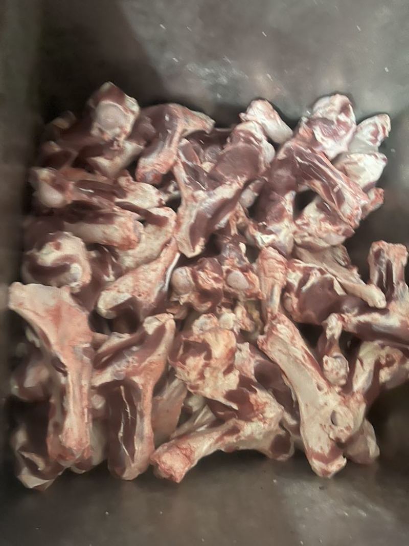 后腿骨光骨