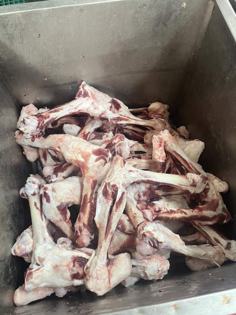 后腿骨光骨