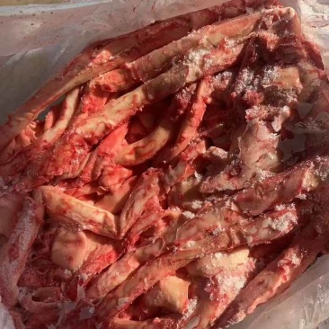 母猪心管