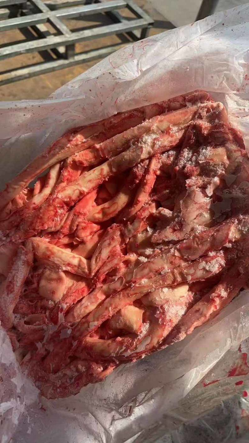 母猪心管