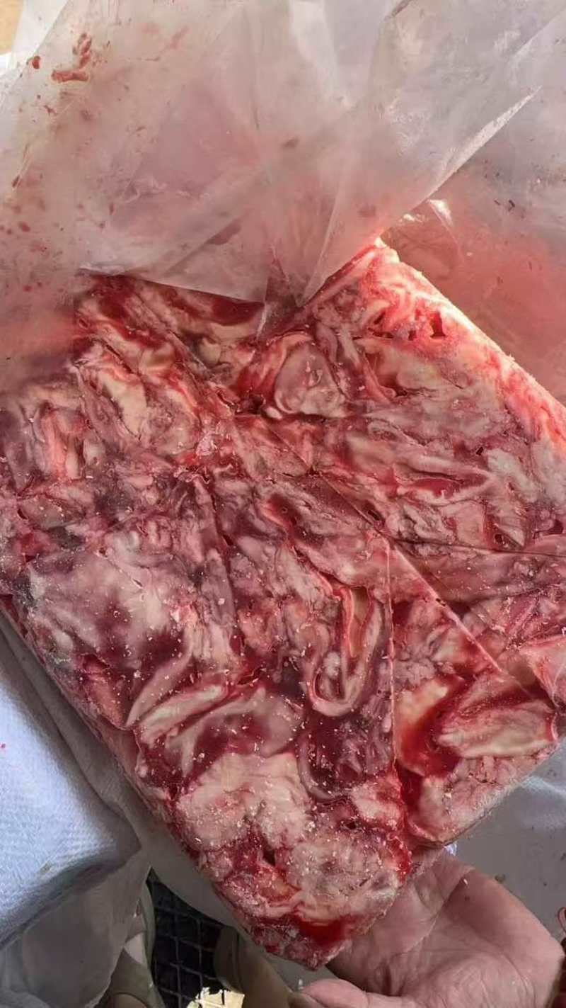 母猪心管