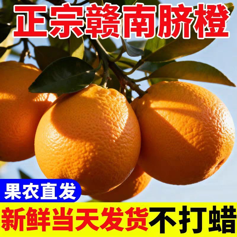 正宗赣南脐橙产地直发自家果园现采现摘
