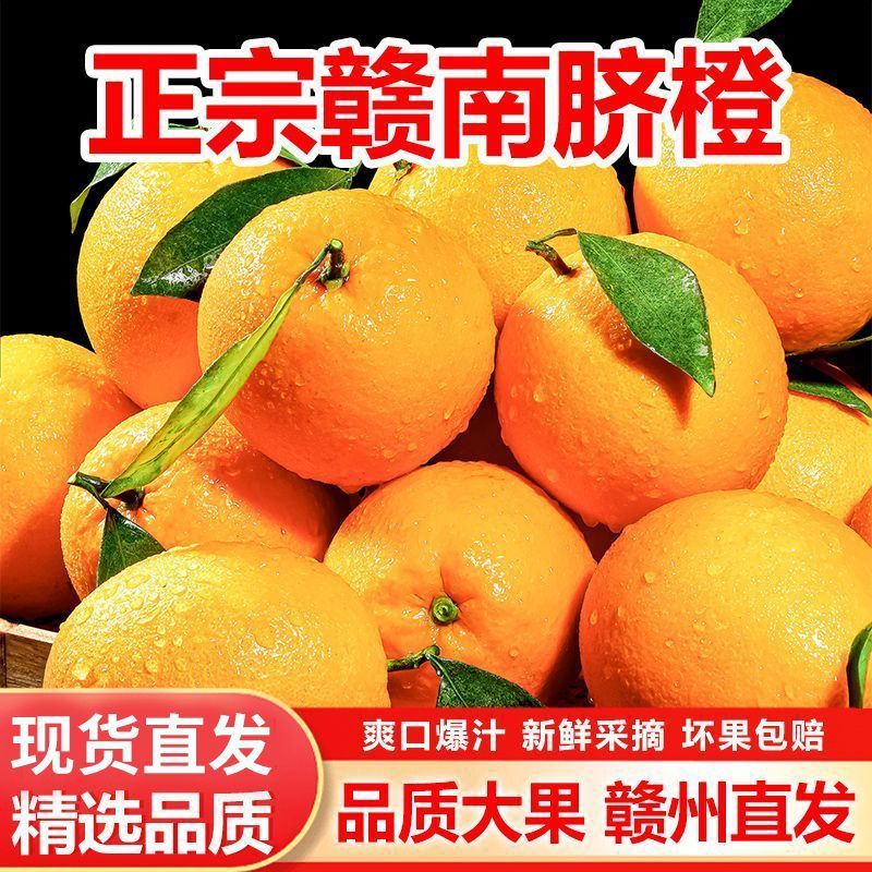正宗赣南脐橙产地直发自家果园现采现摘