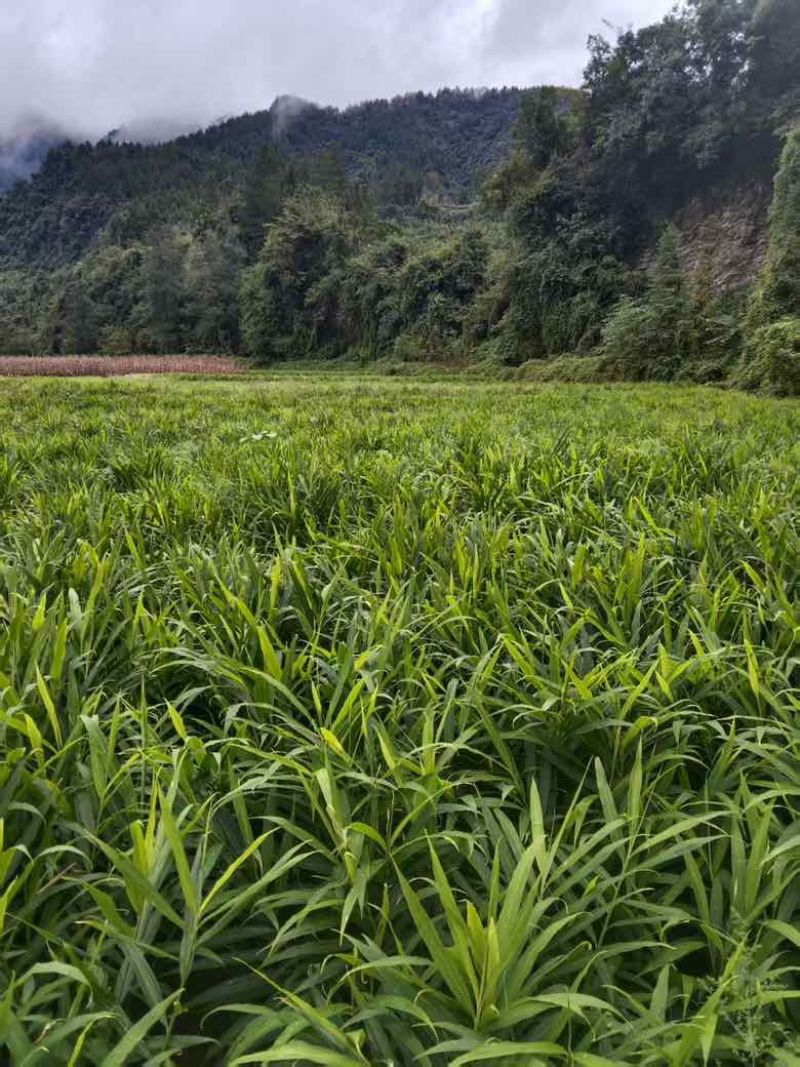 小黄姜