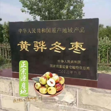 河北黄骅冬枣