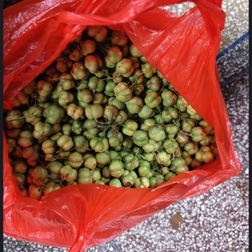黄精果
