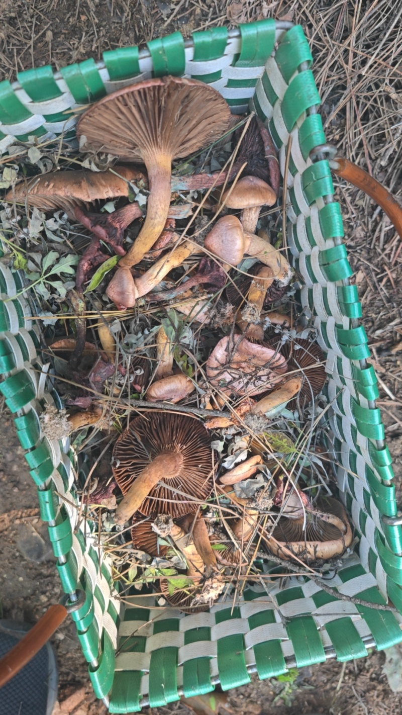 野生肉蘑