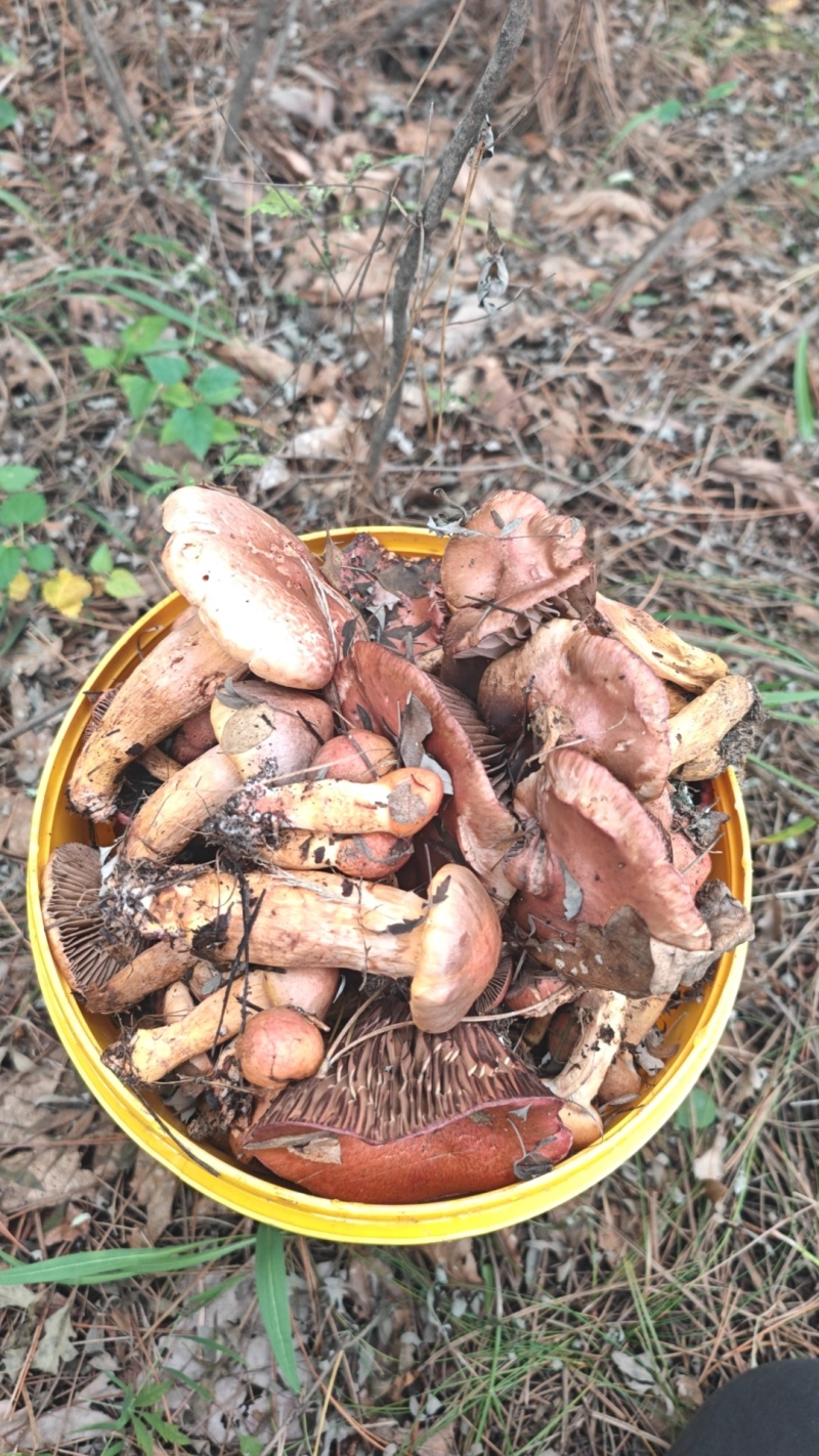 野生肉蘑