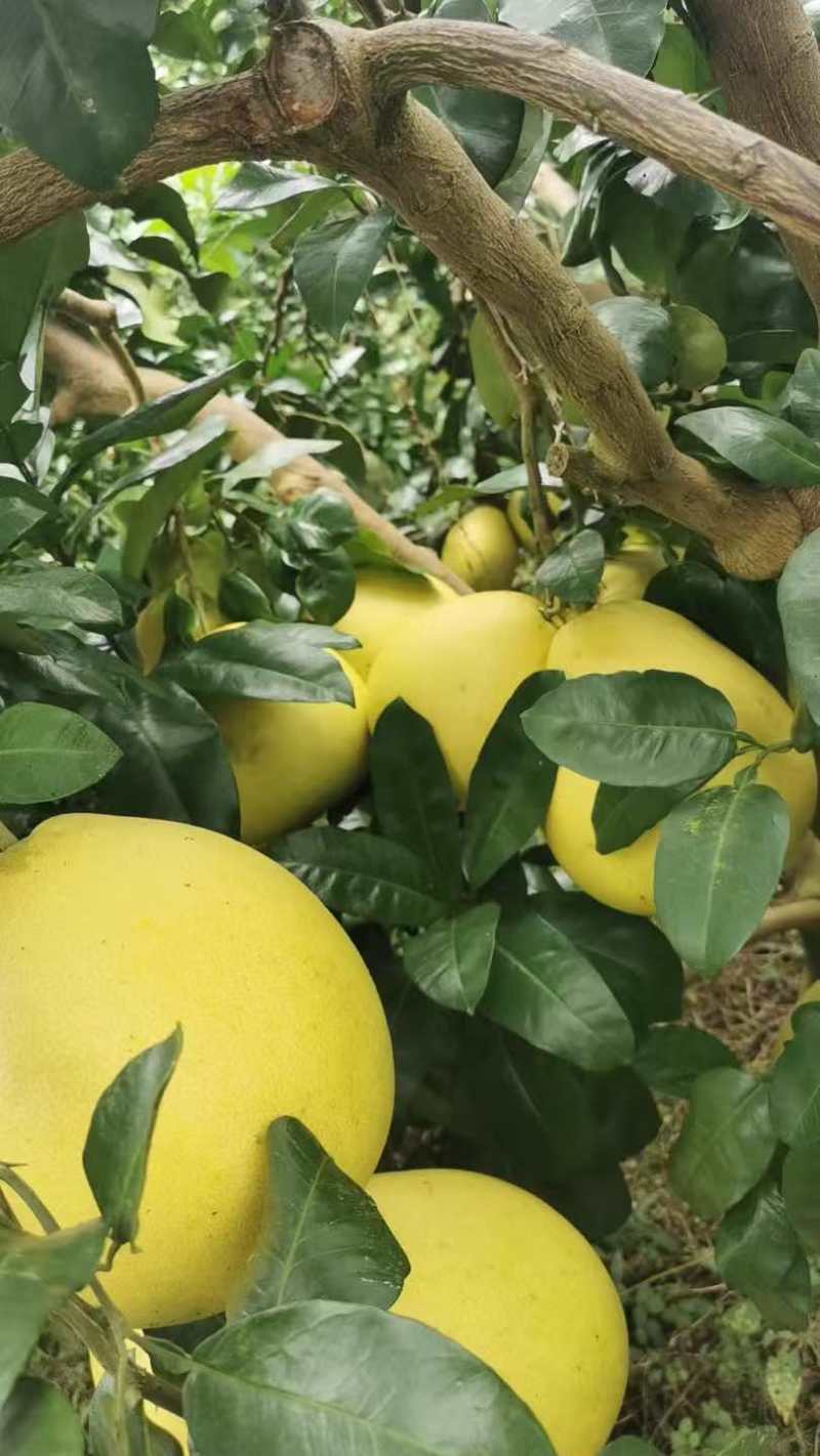 红心柚