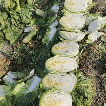 白菜，萝卜