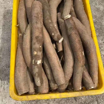 黄肉木薯