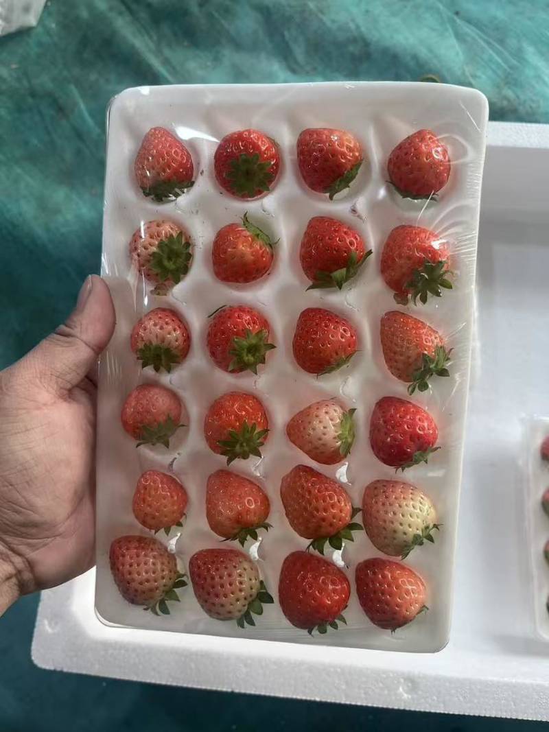 草莓陆续下货中
