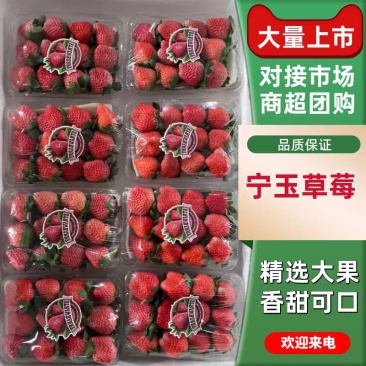 草莓陆续下货中
