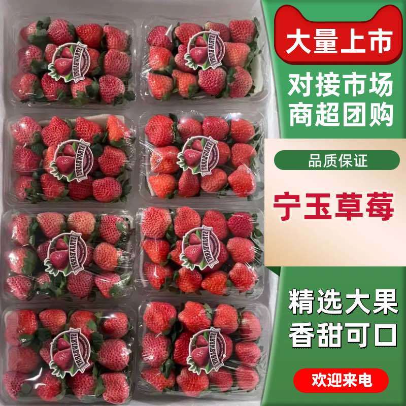 草莓陆续下货中