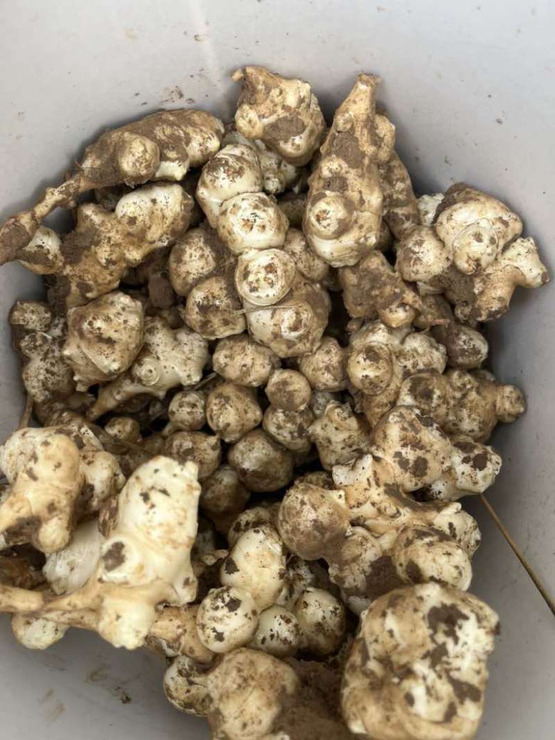 洋姜鬼子姜胰岛果