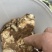 洋姜鬼子姜胰岛果