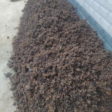 鲜拐枣出售