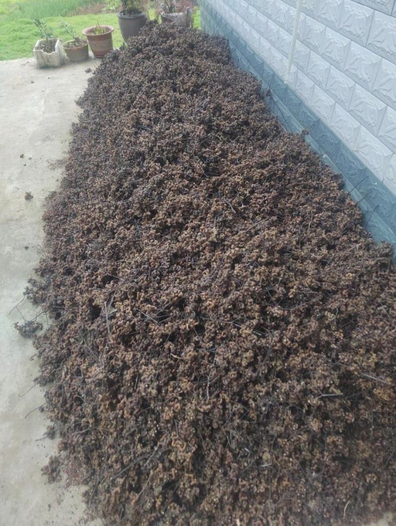 鲜拐枣出售