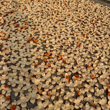 陈皮