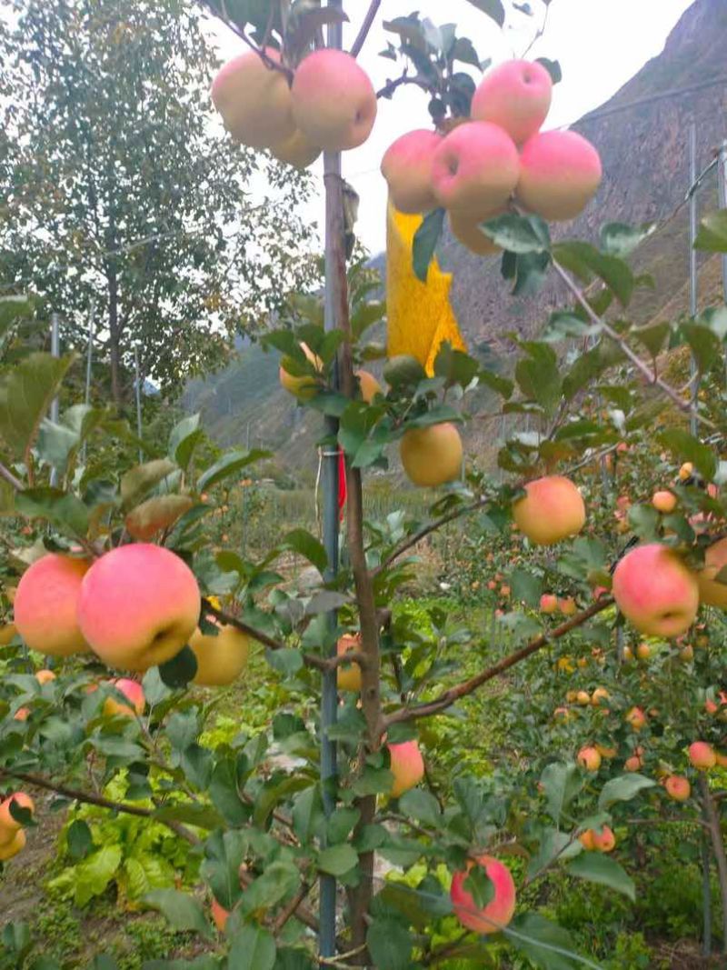 阿坝瑞士苹果自家果园***********欢迎老板订购