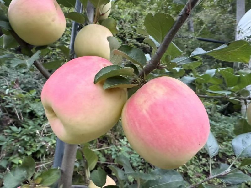 阿坝瑞士苹果自家果园***********欢迎老板订购