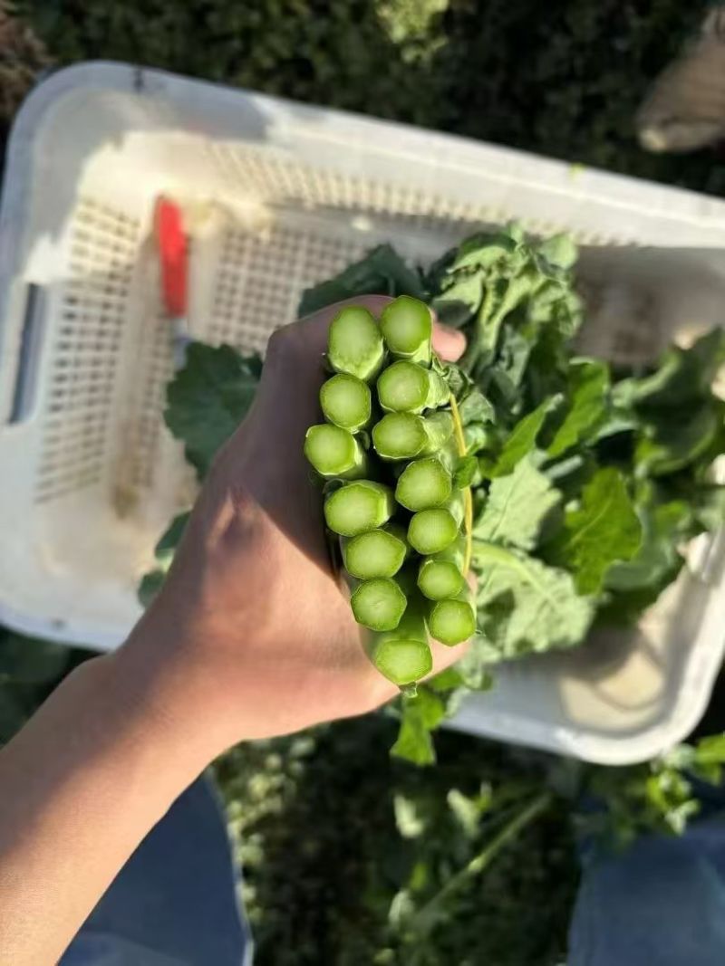 板蓝根菜苔