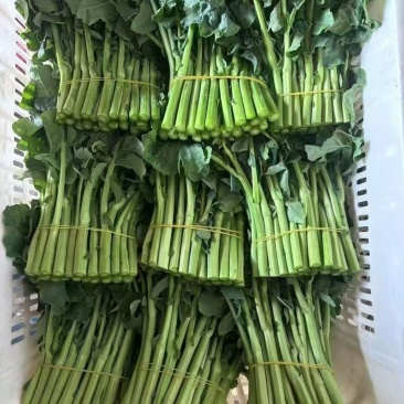 板蓝根菜苔