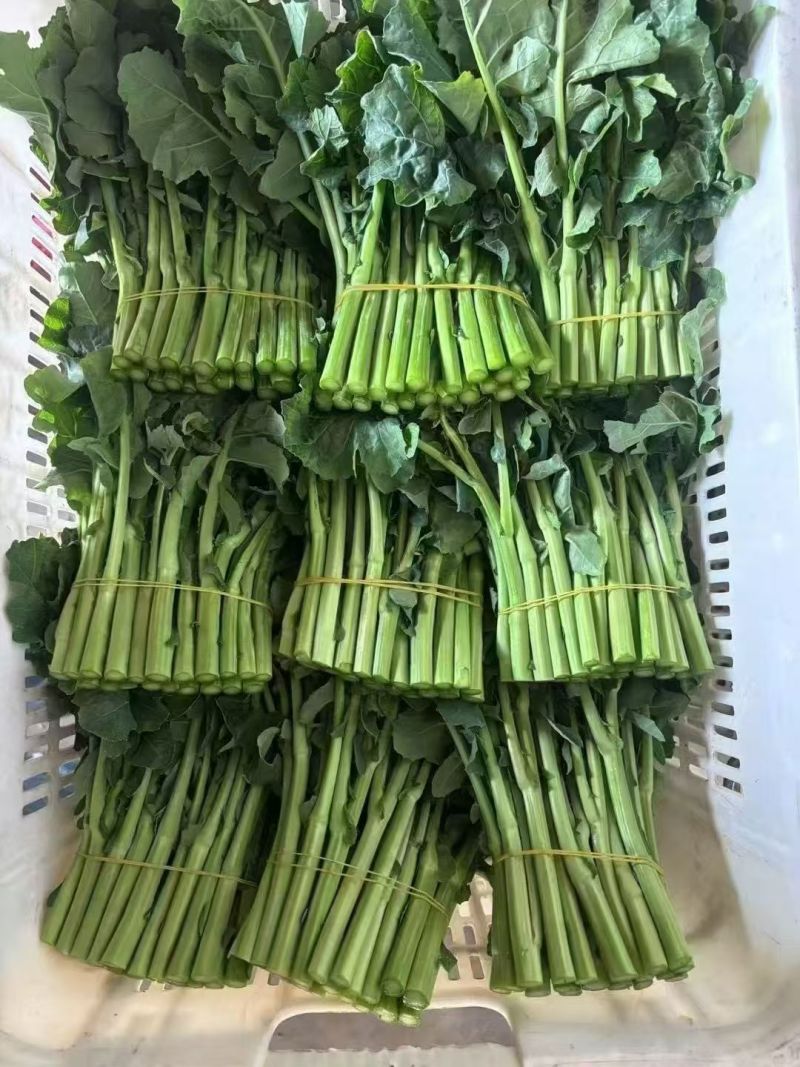板蓝根菜苔