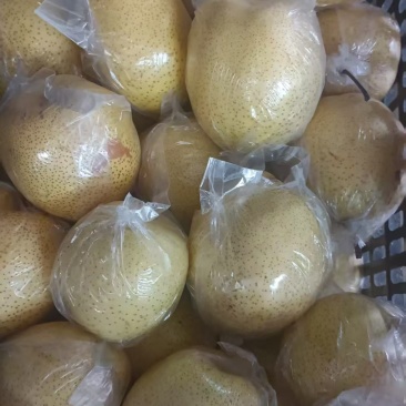 沧州鸭梨