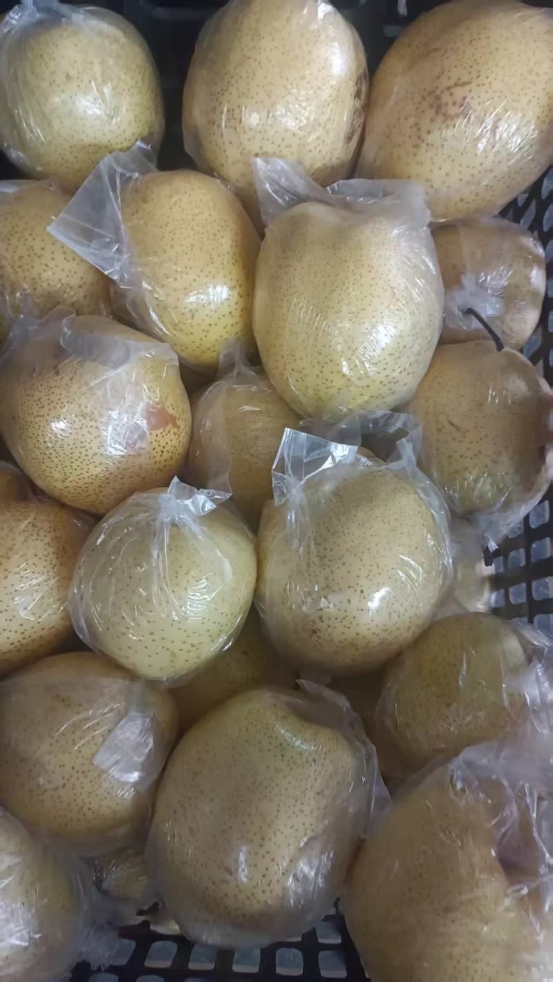 沧州鸭梨
