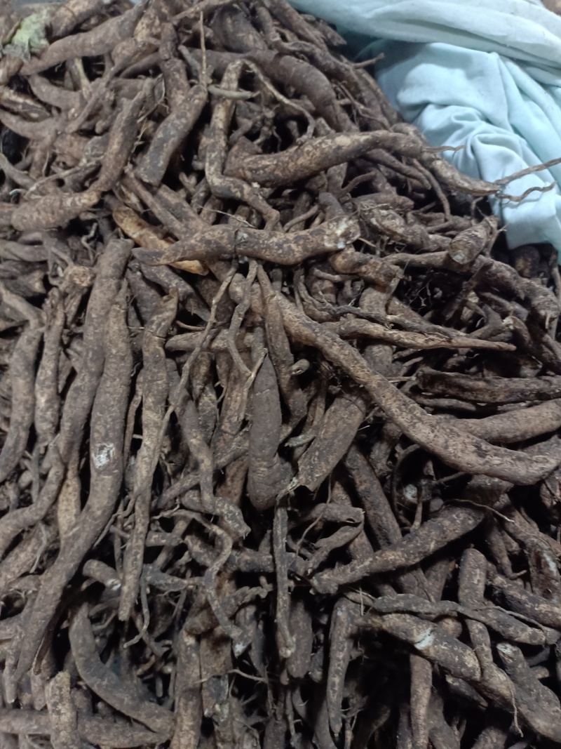 野生百部大量现货