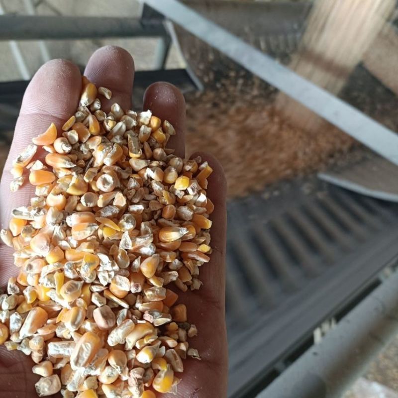 玉米碎喂鸡鸭鹅鸽子粮鹌鹑牛马兔牛羊营养饲料