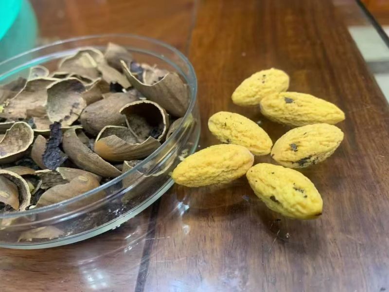 金华香榧