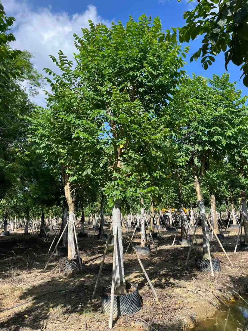 火焰木骨架10-20分，大量低价出售